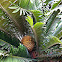 Cycad Natalensis
