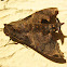 Enyo Ocypete