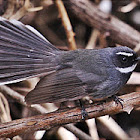 White Throted Fantail