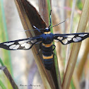 Wasp moth