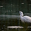 Little Egret