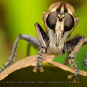 Robberfly