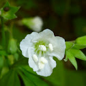 Jacob's Ladder