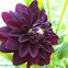  Dahlia flower var. Arabian Nights