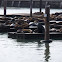 California Sea Lion