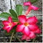 Impala Lily