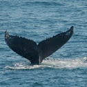 Humpback whale
