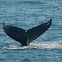 Humpback whale