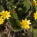 Lesser celandine
