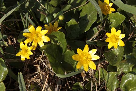 Spotting Image 1