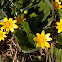 Lesser celandine