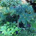 Weeping Caragana