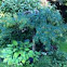 Weeping Caragana