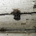 Paper Wasp