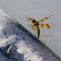 Eastern Amberwing dragonfly (female, oviposition, in flight)