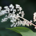 False Solomon seal