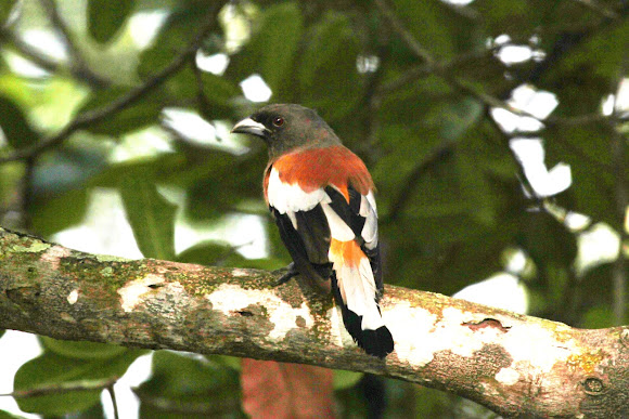 Spotting Image 1