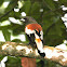 Rufous Treepie