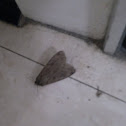 Unknown spotting