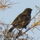 Corn Bunting; Triguera