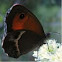 Insect