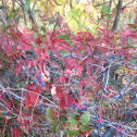 Virginia creeper