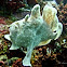 Giant Frogfish