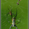 Golden Orb-web Spider