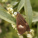 Moth