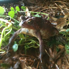 Dwarf American Toad
