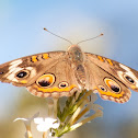 Common Buckeye
