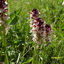Burnt orchid 