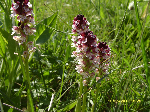 Spotting Image 1