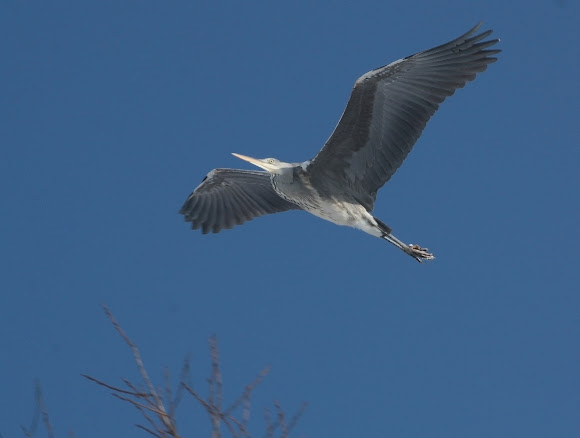 Spotting Image 1
