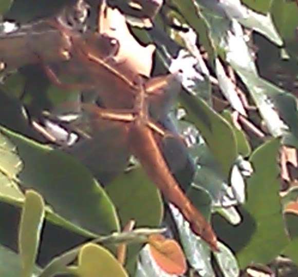 Spotting Image 1