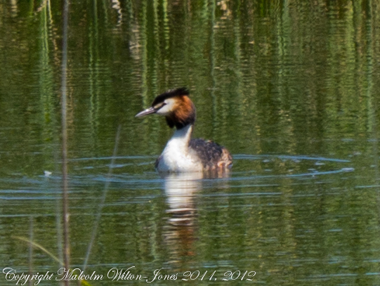 Spotting Image 1