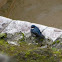 Blue-and-white Swallow