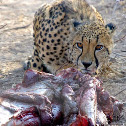 Cheetah