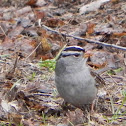 White-crowned Sparrow