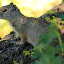 Uinta ground squirrel