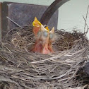 American robin