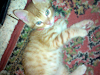 Doy Sanos Gatitos En Adopcion No Los Vendo