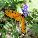 Tawny Coster