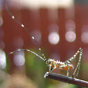 Scudder's Bush Katydid Nymph