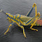 Painted grasshopper