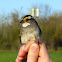 White-throated Sparrow