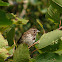 Song Sparrow