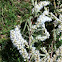 Black Willow