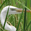 Great White Heron