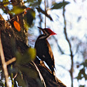 Pileated woodpecker